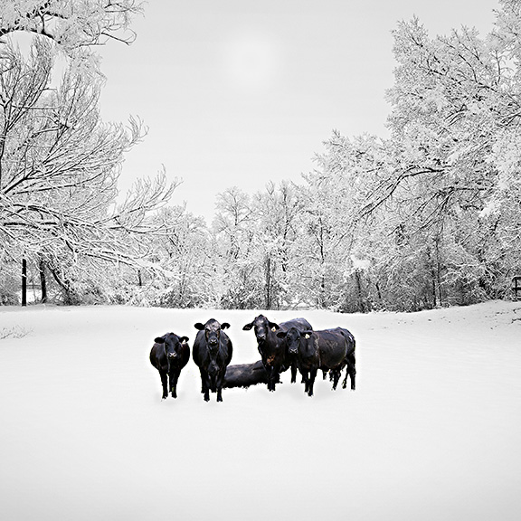 Photograph of winter scene from Keith Clementon's body of past work.
